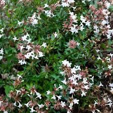 abelia-sherwood-1_0.jpg