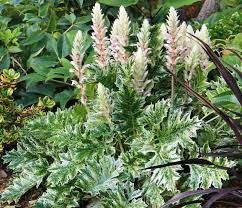 acanthus-whitewater-3.jpg