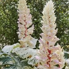 acanthus-whitewater-4.jpg