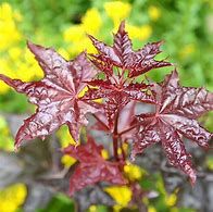 acer-crimson-king-2.jpg