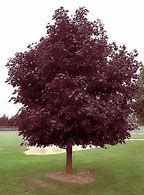 acer-crimson-king-3.jpg