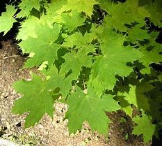 acer-globosum-1.jpg