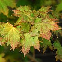 acer-globosum-2.jpg