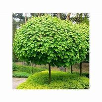 acer-globosum-3.jpg