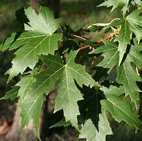 Erable argenté 'Laciniatum Wieri'