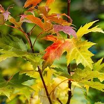 acer-laciniatum-wierii-2.jpg