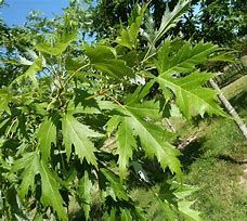 acer-laciniatum-wierii-3.jpg