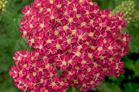 achillea-desert-eve-deep-rose-1.jpg