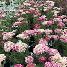 achillea-desert-eve-deep-rose-2.jpg