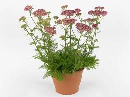 achillea-desert-eve-deep-rose-3.jpg