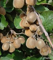 actinidia-solissimo-1.jpg