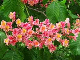 aesculus-briotii-1.jpg