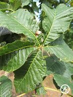 aesculus-briotii-2.jpg