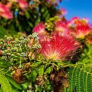 albizia-rouge-selection-1.jpg