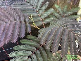 albizia-rouge-selection-2.jpg