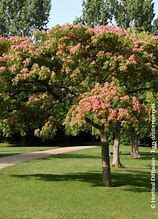 albizia-rouge-selection-3.jpg