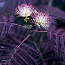 albizia-summer-chocolate-1.jpg