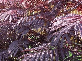 albizia-summer-chocolate-2.jpg