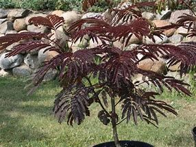 albizia-summer-chocolate-3.jpg