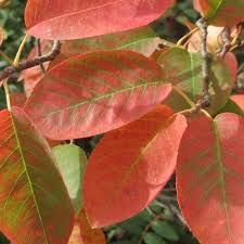 amelanchier-october-flame1.jpg