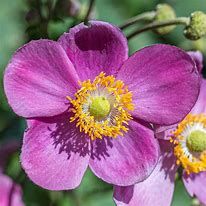 anemone-allando-rose-1.jpg