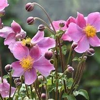 anemone-allando-rose-2.jpg