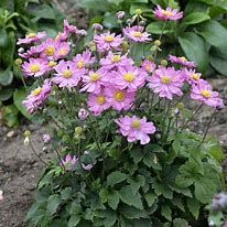 anemone-allando-rose-3.jpg