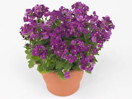 arabis-deep-rose-1_0.jpg