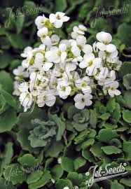 arabis-white-1.jpg