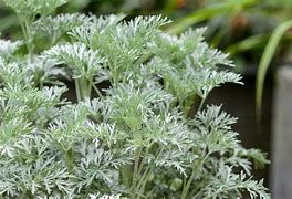 artemisia-powis-cattle-2.jpg