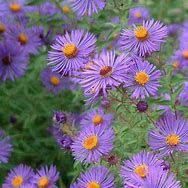 Collection d'aster, marguerite d'automne.