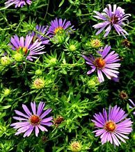 aster-aqua-compact-blue-2.jpg