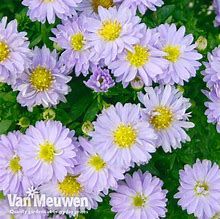 aster-aqua-compact-blue-3.jpg