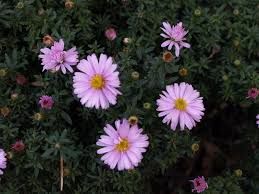 aster-beryl-rose-1_0.jpg