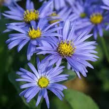 aster-bleu-clair-1.jpg