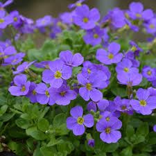 aubrietia-light-blue-1.jpg