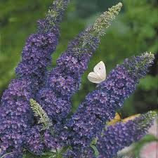 buddleia-empire-blue-1.jpg