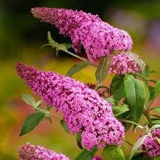 Collection buddleia