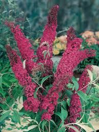 buddleia-royal-red-1.jpg