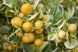 Calamondin.