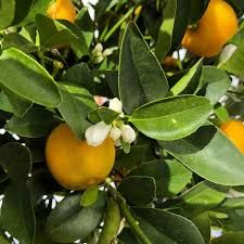 calamondin-2.jpg