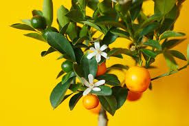 calamondin-3.jpg