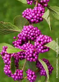 callicarpa-profusion-1_1.jpg