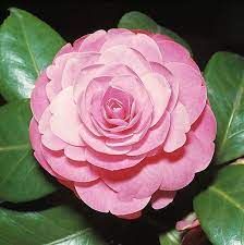 camelia-japonica-2_0.jpg