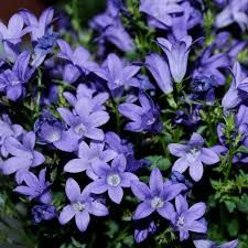 campanula-clockwise-1.jpg