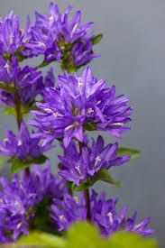 campanula-glomerata-freya-1.jpg