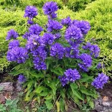 campanula-glomerata-freya-3.jpg