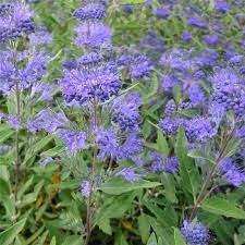 caryopteris-kew-blue-1_0.jpg