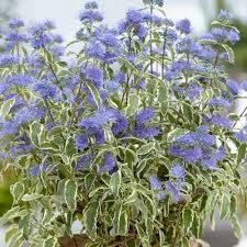 caryopteris-white-surprise-1_0.jpg