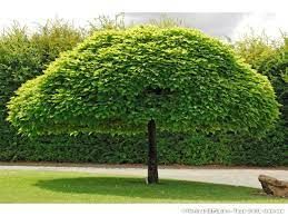 Catalpa de caroline 'Nana'